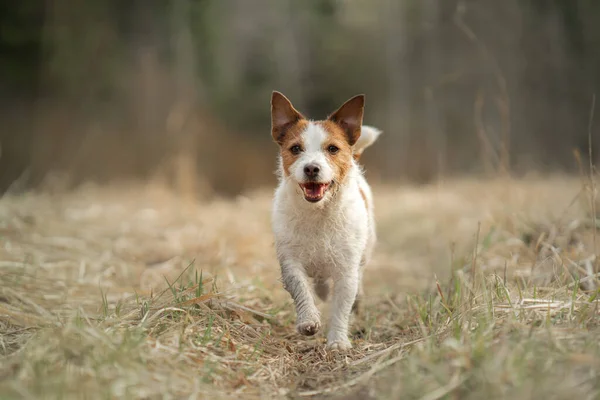 Pes běhá po poli. Aktivní mazlíček v přírodě. Malý Jack Russell teriér — Stock fotografie