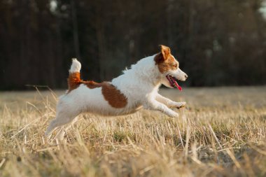 Köpek tarlada koşar. Doğada aktif bir hayvan. Küçük Jack Russell Teriyeri