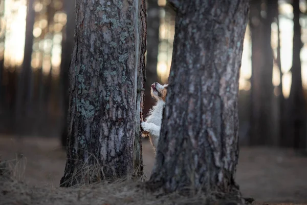 De hond verstopt zich achter een boom. Jack Russell Terrier — Stockfoto