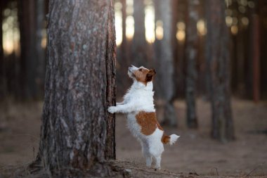 Köpek bir ağacın arkasında saklanıyor. Jack Russell Teriyeri 
