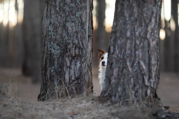 The dog is hiding behind a tree. Jack Russell Terrier — Stock Photo, Image