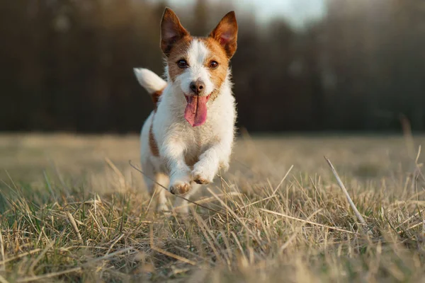 Hunden springer på fältet. Aktivt husdjur i naturen. Lille Jack Russell Terrier — Stockfoto