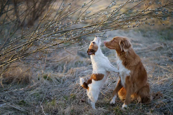 İki köpek birlikte, küçük ve büyük söğüdü kokluyor. Bahar parkının doğasında evcil hayvan — Stok fotoğraf