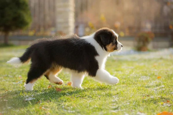Puppy australian shepherd plays. Pet plays . dog in the yard on the grass — Stock Photo, Image