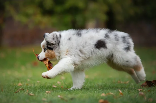 Köpek yavrusu Avustralyalı çoban köpeği oynuyor. Evcil hayvan oyunları. Köpek çimlerin üzerinde. — Stok fotoğraf