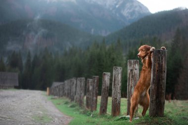 Bir köpekle yürüyüş. Nova Scotia Duck Tolling Retriever Dağlarda, vadide 
