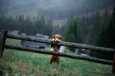 Bir köpekle yürüyüş. Nova Scotia Duck Tolling Retriever Dağlarda, vadide 
