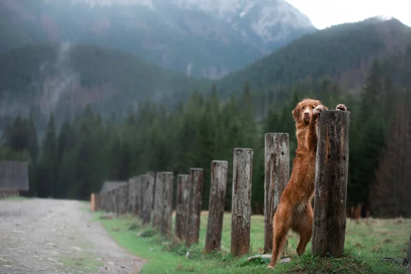 Прогулки с собакой. Новая Шотландия Утка Толлинг ретривер в горах, в долине — стоковое фото