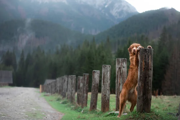 Túrázni egy kutyával. Új-Skócia kacsa Tolling retriever a hegyekben, a völgyben — Stock Fotó