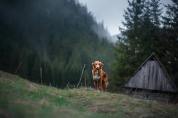 Caminhadas com um cão. Nova Escócia Duck Tolling Retriever nas montanhas, no vale — Fotografia de Stock