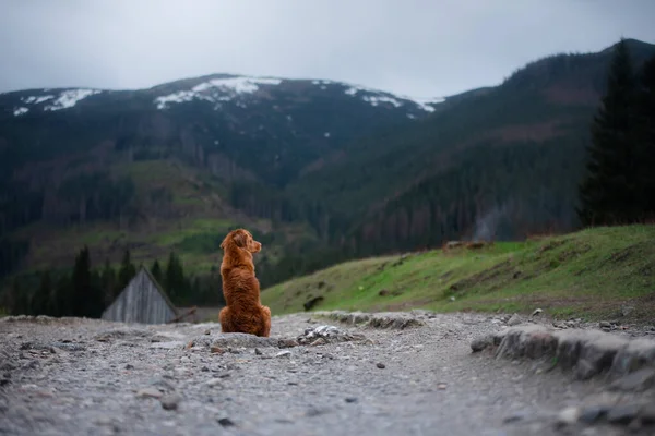 Caminhadas com um cão. Nova Escócia Duck Tolling Retriever nas montanhas, no vale — Fotografia de Stock