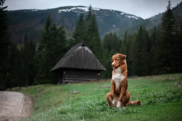 Túrázni egy kutyával. Új-Skócia kacsa Tolling retriever a hegyekben, a völgyben — Stock Fotó