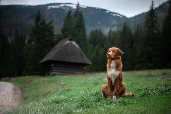 和狗一起远足新斯科舍省的鸭托林猎犬在山上，在山谷里 — 图库照片