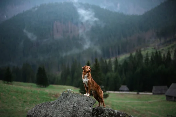 犬とハイキングだ。ノバスコシアダックは山の中、谷の中で取得します — ストック写真