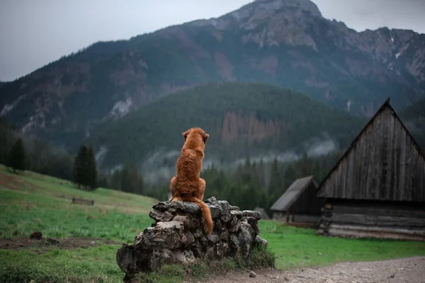 Ходить з собакою. Нова Шотландія Качур Толлінг Ревевер у горах, у долині — стокове фото