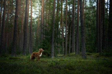Ormandaki köpek. Nova Scotia Duck Tolling Retriever doğada, ağaçların arasında. 
