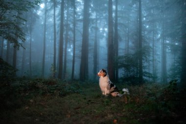 Sisli bir ormanda köpek. Doğada evcil hayvan. Kırmızı mermer Avustralya çoban köpeği. Gizemli 