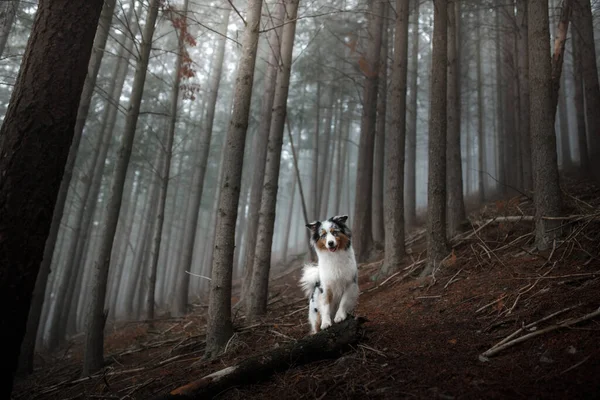 Hund Dimmig Skog Sällskapsdjur Naturen Marmor Australian Shepherd Mystiskt Husdjur — Stockfoto