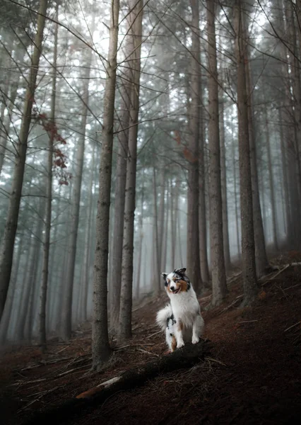 Kutya Egy Ködös Erdőben Állat Természetben Márvány Ausztrál Pásztor Titokzatos — Stock Fotó