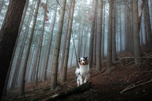 Hond Een Mistig Bos Huisdier Van Natuur Een Marmeren Australische — Stockfoto