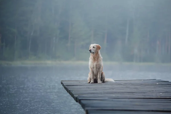 The dog in water . active Golden retriever in the water, on nature. Pet for a walk