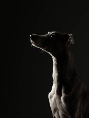  Siyah arka planda siluet köpek. Stüdyoda komik bir balyoz var. Güzel ışık