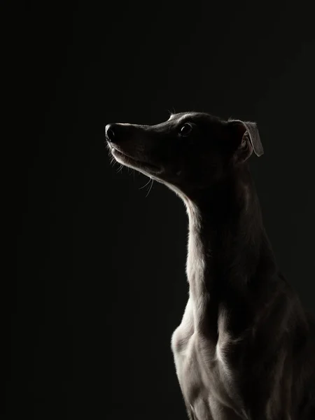 Silueta Perro Sobre Fondo Negro Qué Gracioso Whippet Estudio Hermosa —  Fotos de Stock