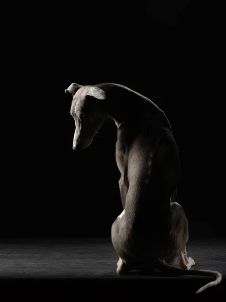 Silueta Perro Sobre Fondo Negro Qué Gracioso Whippet Estudio Hermosa — Foto de Stock