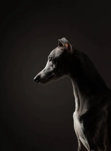 Silueta Perro Sobre Fondo Negro Qué Gracioso Whippet Estudio Hermosa —  Fotos de Stock