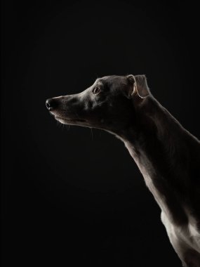  Siyah arka planda siluet köpek. Stüdyoda komik bir balyoz var. Güzel ışık