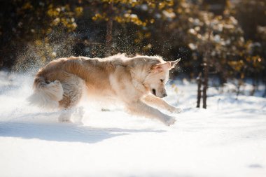 Kışın kar altında bir köpek. Golden retriever doğada, açık havada oynuyor.