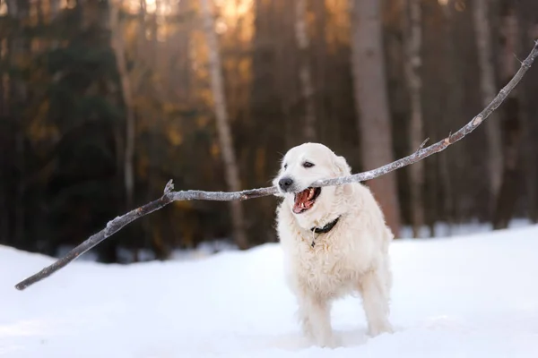 Cane Inverno Nella Neve Golden Retriever Gioca Natura All Aperto — Foto Stock