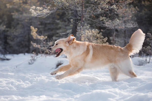 Chien Hiver Dans Neige Golden Retriever Joue Dans Nature Extérieur — Photo