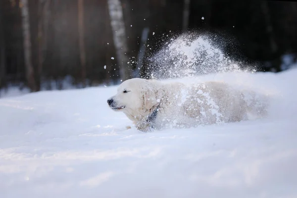 Hond Winter Sneeuw Golden Retriever Speelt Natuur Buiten — Stockfoto