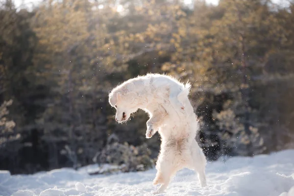 冬天在雪地里的狗 黄金猎犬在大自然中玩耍 — 图库照片