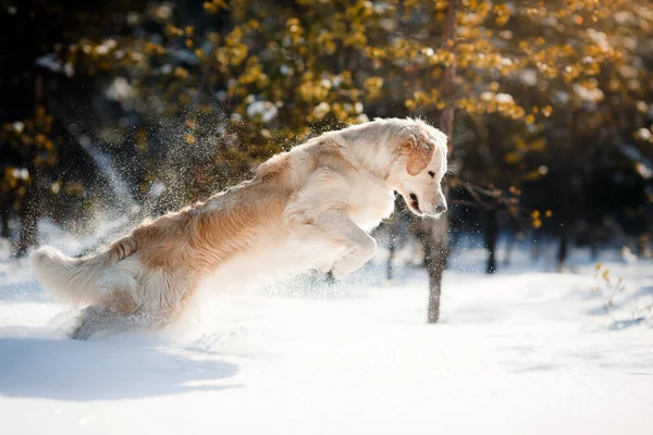 Cane Inverno Nella Neve Golden Retriever Gioca Natura All Aperto — Foto Stock