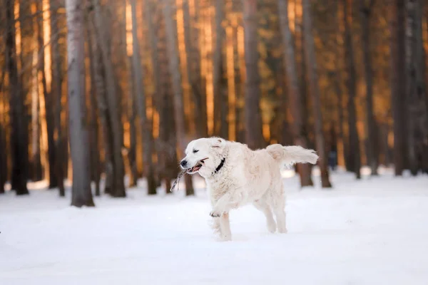 Perro Invierno Nieve Golden Retriever Juega Naturaleza Aire Libre — Foto de Stock