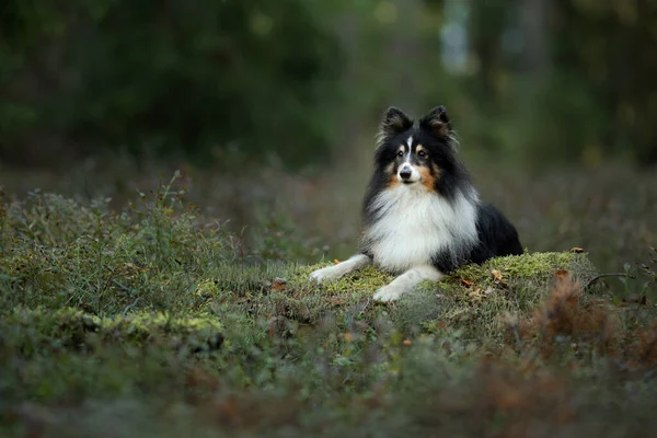 Yeşil Orman Daki Sheltie Dog Doğada Evcil Hayvan Izleme — Stok fotoğraf