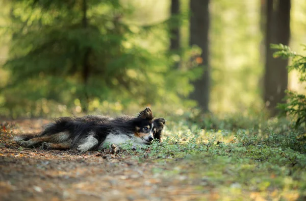 緑の森の中のシェルティー犬 自然界のペット — ストック写真