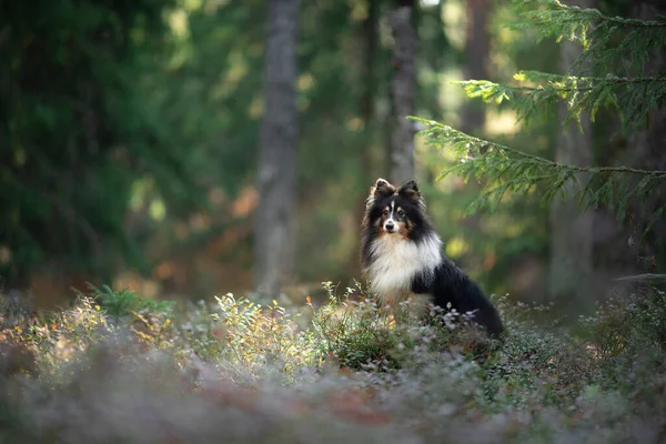 Schutzhund Grünen Wald Haustier Der Natur Verfolgung — Stockfoto