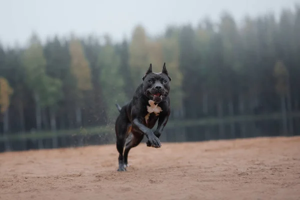 Czarny Pies Biega Piasku Aktywny Pit Bull Terrier Plaży Sportowe — Zdjęcie stockowe