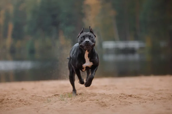 Perro Negro Corre Sobre Arena Pit Bull Terrier Activo Playa —  Fotos de Stock
