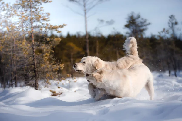 Две Собаки Зимой Снегу Золотой Ретривер Играет Природе Свежем Воздухе — стоковое фото