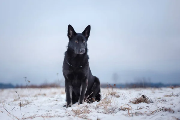 Hond Winter Sneeuw Actieve Oost Europese Herder Speelt Natuur Buiten — Stockfoto