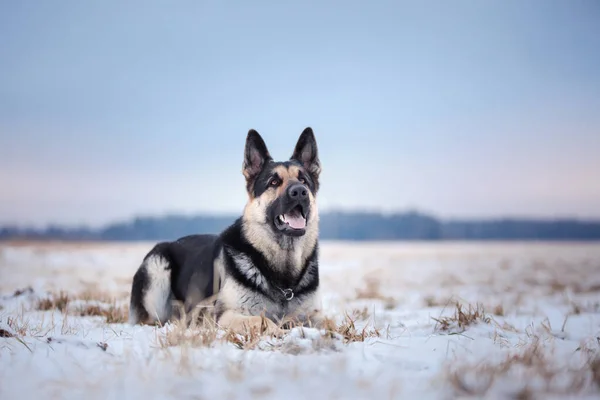 Cane Inverno Nella Neve Ritratto Seduto Pastore Europeo Orientale Natura — Foto Stock