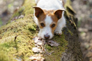 Ormandaki köpek. Jack Russell Terrier kafa yosunu döşedi. Doğada iz sürmek. Hayvan istirahati