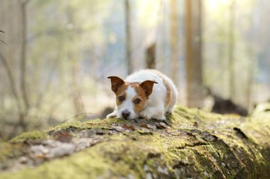 Ormandaki köpek. Jack Russell Terrier kafa yosunu döşedi. Doğada iz sürmek. Hayvan istirahati