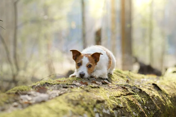 Perro Bosque Jack Russell Terrier Puso Musgo Cabeza Seguimiento Naturaleza —  Fotos de Stock