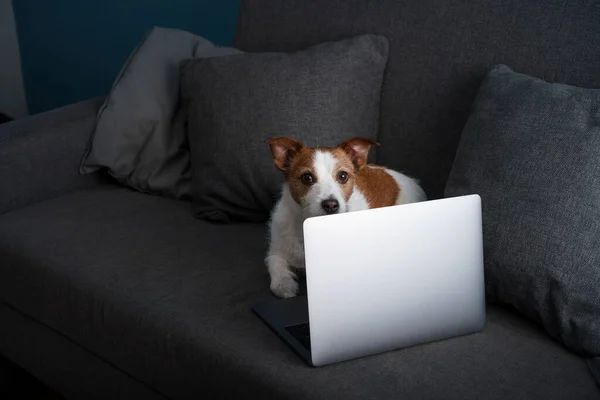 Egy Kutya Kanapén Jack Russell Terrier Egy Laptoppal Otthoni Munka — Stock Fotó