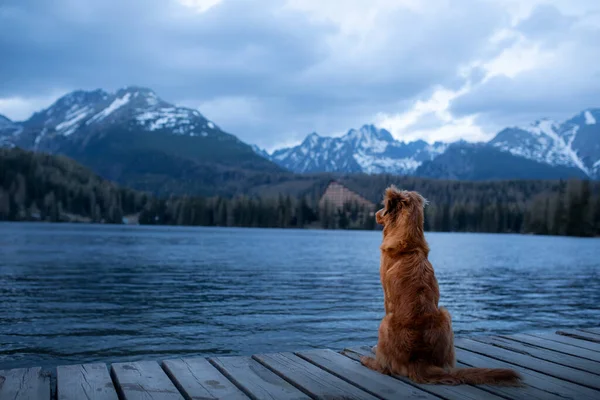 Hund Bergsee Holzbrücke Abendblick Reisen Mit Haustieren Der Natur Nova — Stockfoto